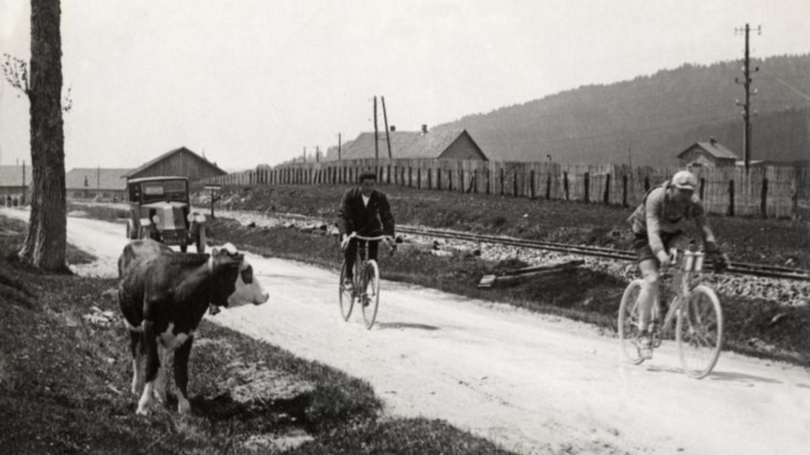 Vintage black and white image of Tour de France in 1926. Two riders are riding in the road, while a cow is watching them from the roadside.