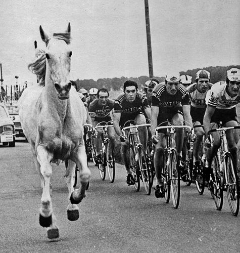 Eddy Merckx in the peloton alongside with a horse in 1975