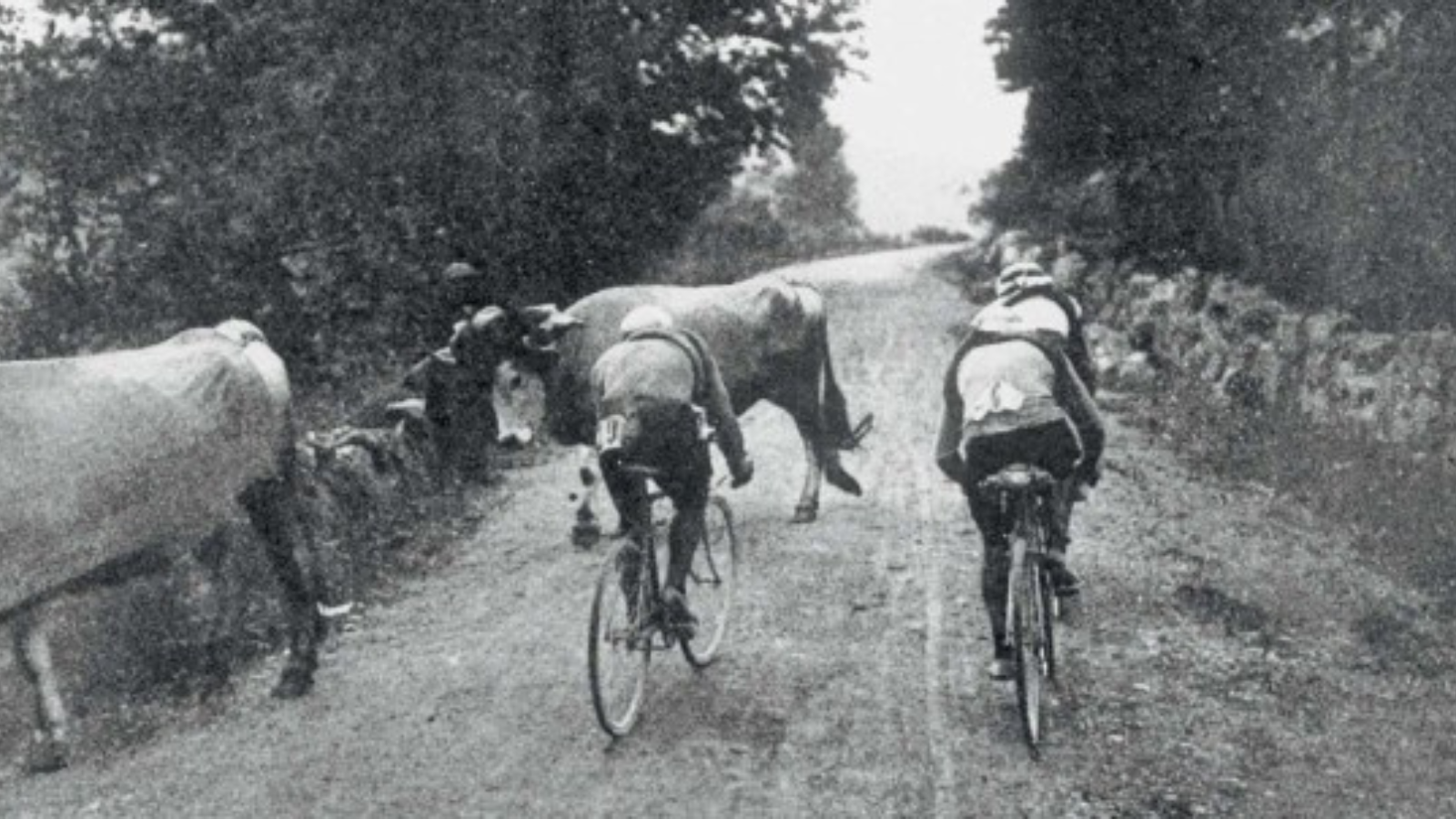 Two cyclists have to pass by two cows on the untarmacied road during Tour de France 1910