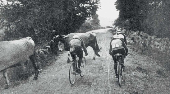 Unexpected obstacles onn the road at the Tour de France 1910: Cows are using the same road as the cyclists. 