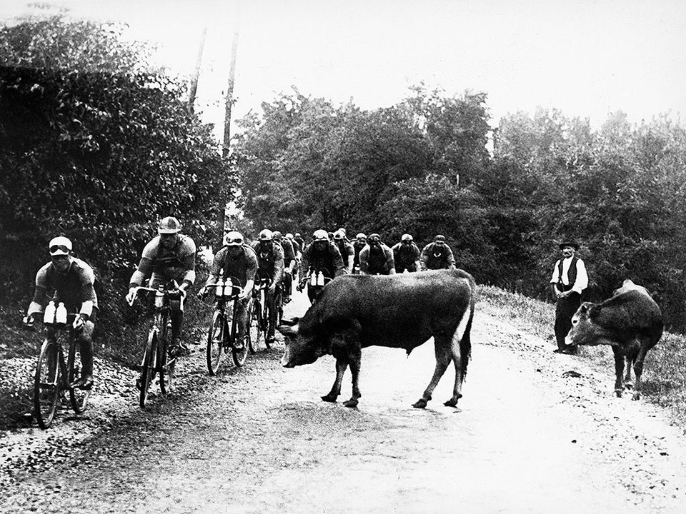 Black and white vintage image of a cow standing in the middle of the road, while cyclists passing it at the Tour de France in 1939