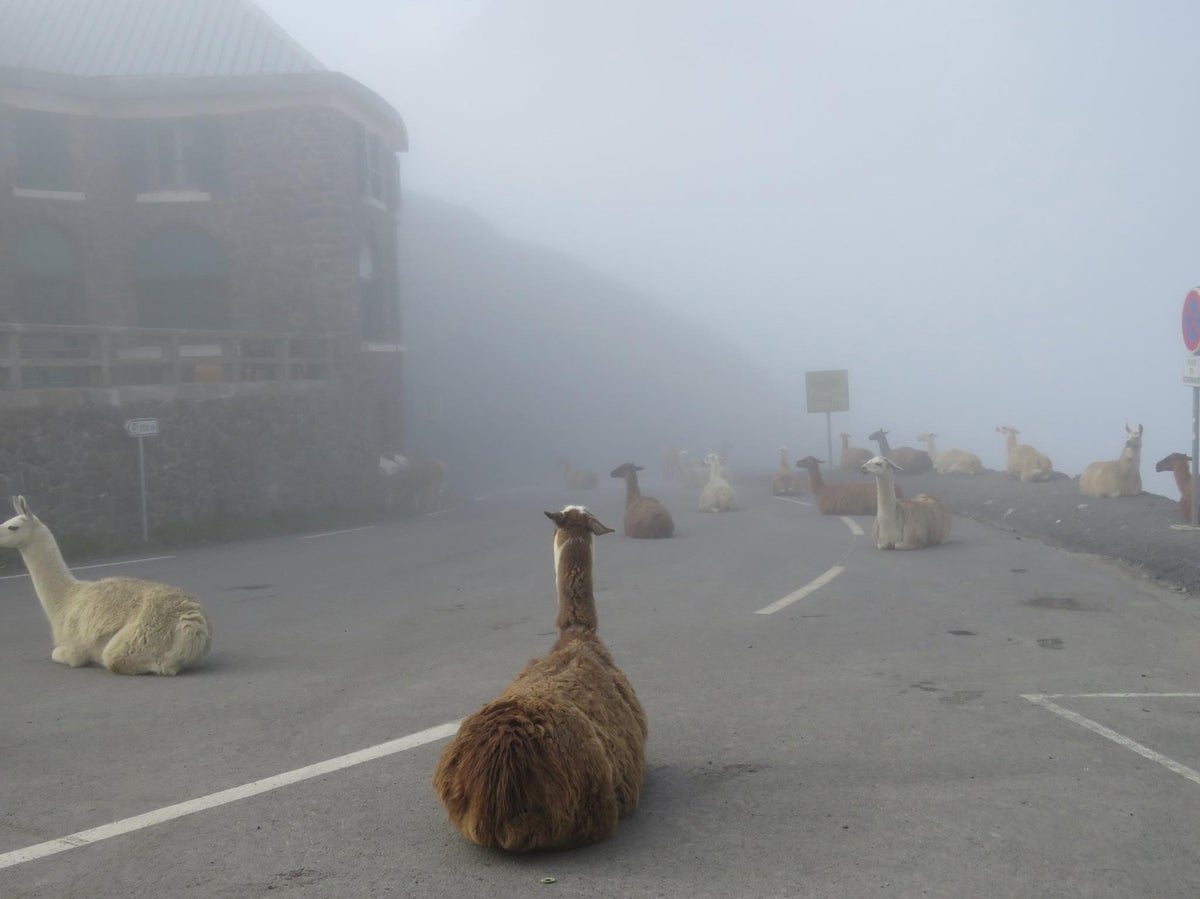 Llamas are sitting on the road in fog in the Pyrenees. The picture was taken during Tour de France in 2016. 